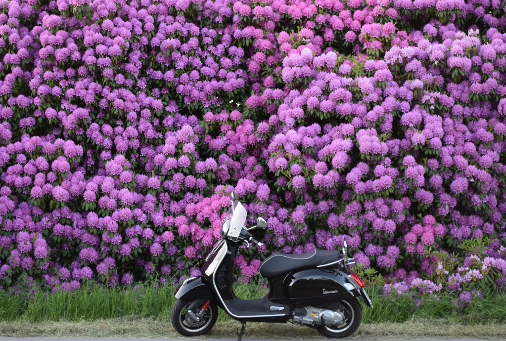 Rhododendronblüte im Ammerland - Edewechterdamm - Vespa GTS 300