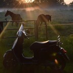 Pferdekoppel an der Woldlinie, Bad Zwischenahn, Petersfehn II, Vespa GTS 300